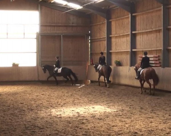 dressage horse Rohit Hardik (Hanoverian, 2002, from Rosentau)