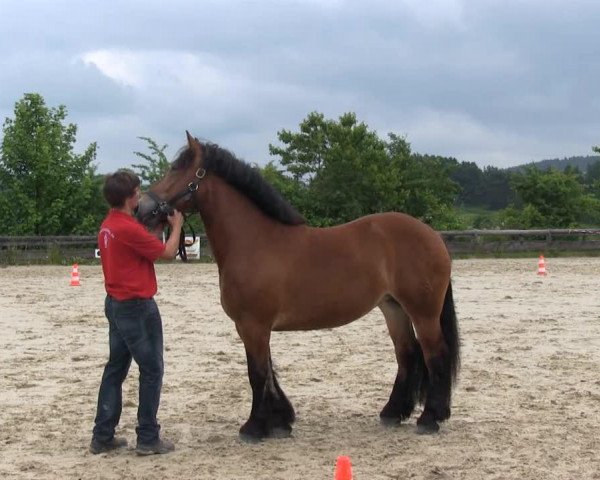 horse Martha (Westphalian Draughthorse, 2010, from Markant)