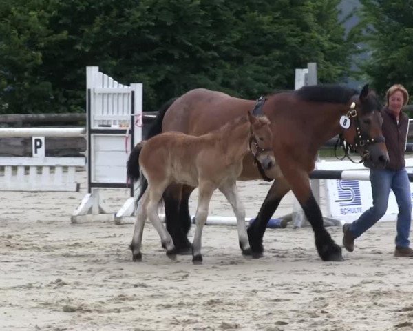 horse Stute von LDB Hurrican (Westphalian Draughthorse, 2013, from Hurrican)