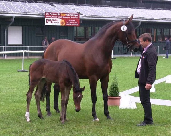 Pferd Stute von Monte Cain (Westfale, 2013, von Monte Cain)
