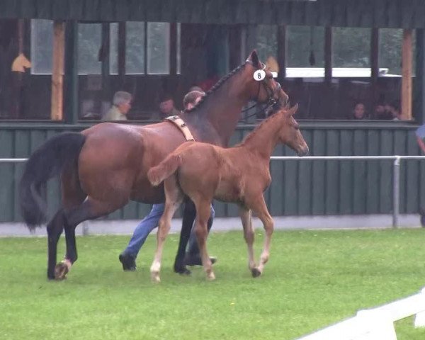 horse Belcona (Westphalian, 2013, from Belconi)