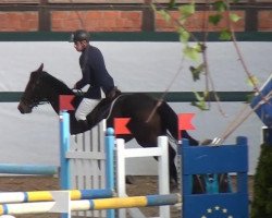 jumper Charmfull Casall (Holsteiner, 2008, from Casall Ask)