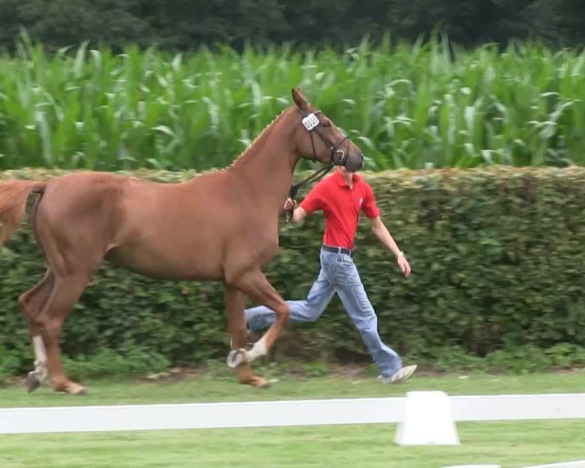 Pferd Quentina T (Westfale, 2010, von Quandor 5)