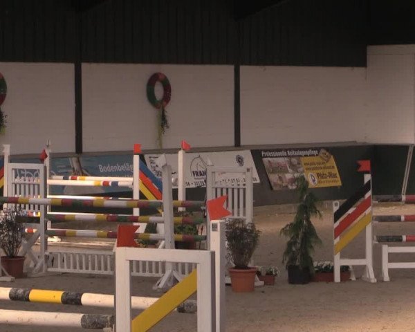 broodmare Gina Lee B (Westphalian, 2008, from Grasco)