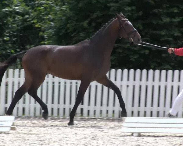 horse Stute von Scolari (Westphalian, 2010, from Scolari)