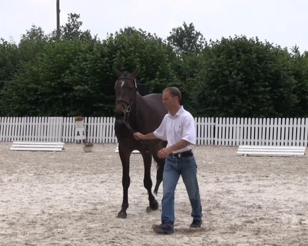 broodmare Comtessa (Westphalian, 2010, from Congress)