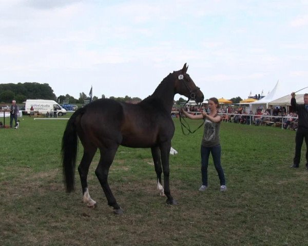 horse Stute von Fineliner (Westphalian, 2010, from Fineliner 2)