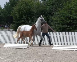 dressage horse Hüsker Dü (Westphalian, 2013, from Hermes de Lux)