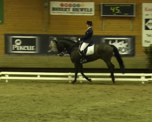 dressage horse Schliemann (Westphalian, 2004, from Sterling)