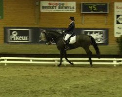 dressage horse Schliemann (Westphalian, 2004, from Sterling)