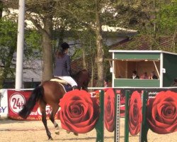 jumper Zander (Nederlands Rijpaarden en Pony, 2008, from Zodiak)