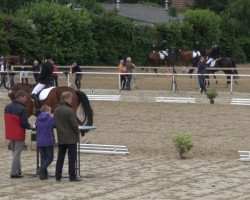 dressage horse Codex 24 (Westphalian, 2009)