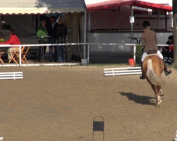 Dressurpferd PAV Nespresso (Deutsches Reitpony, 2010, von Nemax)