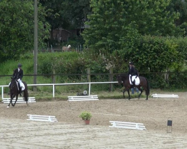 Dressurpferd Chivas Macaroon Deva (Deutsches Reitpony, 2009, von Don Miguel Fh) Dressurpferd Chivas Macaroon Deva (Deutsches Reitpony, 2009, von Don Miguel Fh)