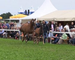 dressage horse Bellvito (Westphalian, 2013, from Belissimo NRW)