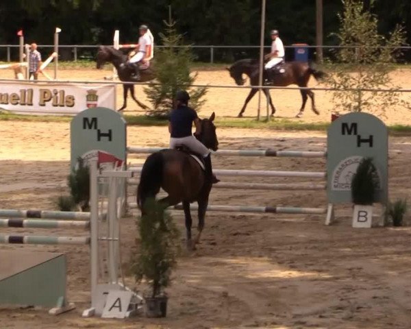 Springpferd Quintana VIII (Holsteiner, 2008, von Quidam de Revel)
