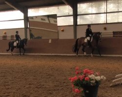 dressage horse Herr Frodo du (unknown, 2004)