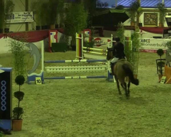 Springpferd Alice Springs (Hannoveraner, 2008, von Argentinus)