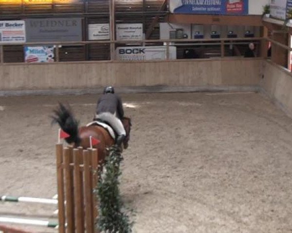 jumper Colani 63 (Holsteiner, 2008, from Cormint)