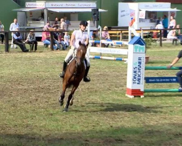 Springpferd Dmax (Oldenburger, 2009, von Dimension)