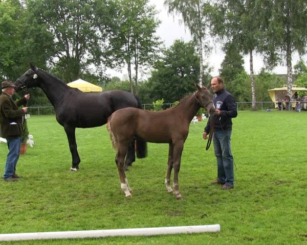 horse Bella Rose (Westphalian, 2013, from Bretton Woods) horse Bella Rose (Westphalian, 2013, from Bretton Woods)