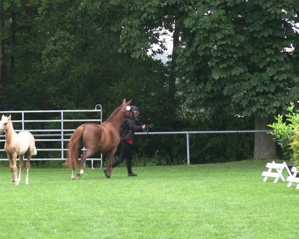 horse Stute von Dance Star AT (German Riding Pony, 2013, from Dance Star AT NRW)