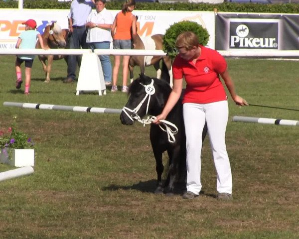 horse Prada vom Fasanenweg (Shetland Pony, 2010, from Puschel)