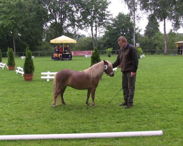 horse Stute von Puschel (Shetland Pony, 2010, from Puschel)