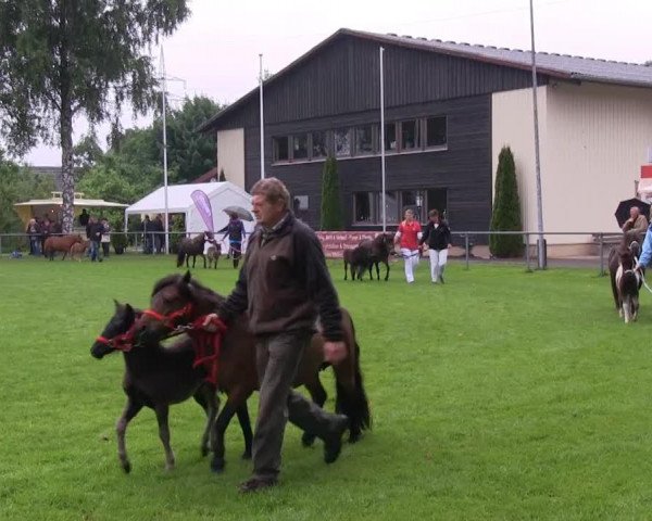 horse Stute von Old Shatterhand (Shetland Pony, 2013, from Old Shatterhand)