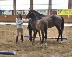 dressage horse Dandee 9 (Hanoverian, 2013, from Diamontes)