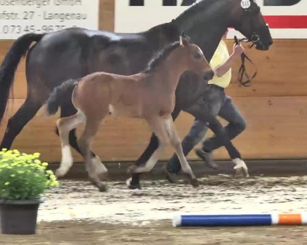 Dressurpferd Ronaldo 229 (Hannoveraner, 2013, von Royal Classic I)