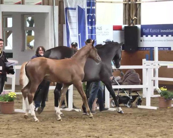 horse Hengst von Fiorano (Hanoverian, 2013, from Fiorano)