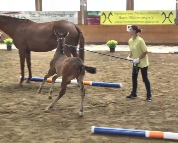 dressage horse Royal Rose 24 (Hanoverian, 2013, from Royal Classic I)