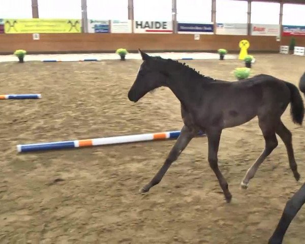 horse Fabella Noir (Hanoverian, 2013, from Fürst Romancier)