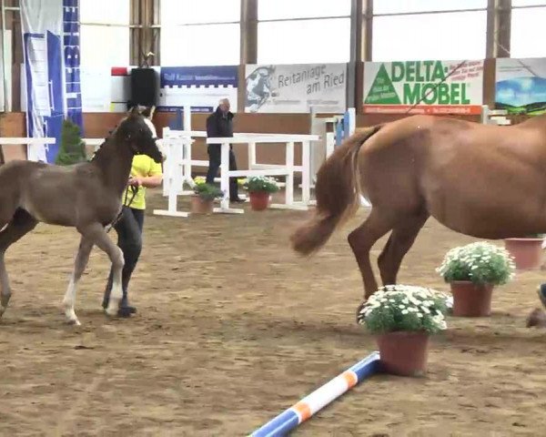 horse Stute von Royal Classic (Hanoverian, 2013, from Royal Classic I)