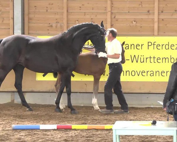 Dressurpferd Quasi Pigalle E.H. (Hannoveraner, 2013, von Quasar de Charry)