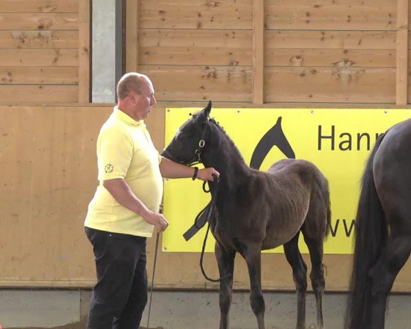 horse Hengst von Bretton Woods (Hanoverian, 2013, from Bretton Woods)