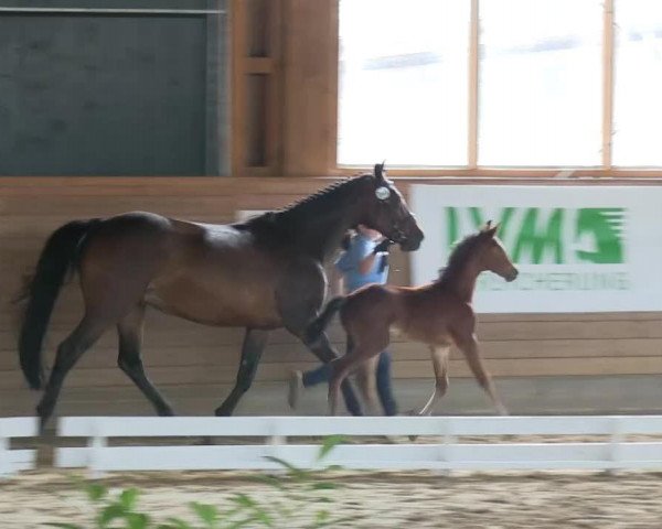 dressage horse Vito 62 (Westphalian, 2013, from Vitalis)