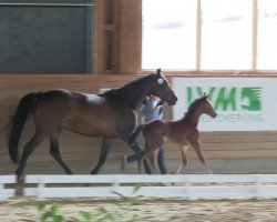 dressage horse Vito 62 (Westphalian, 2013, from Vitalis)