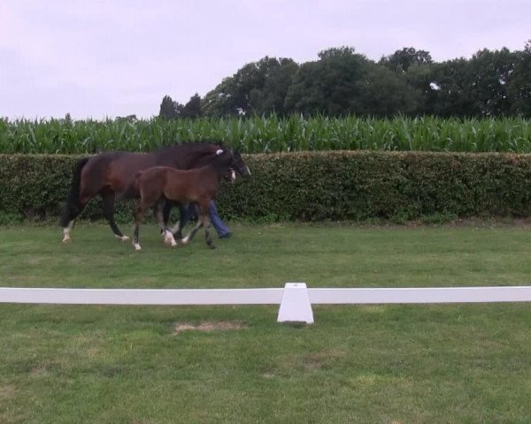 horse Hengst von Sir Heinrich (Westphalian, 2013, from Sir Heinrich OLD)