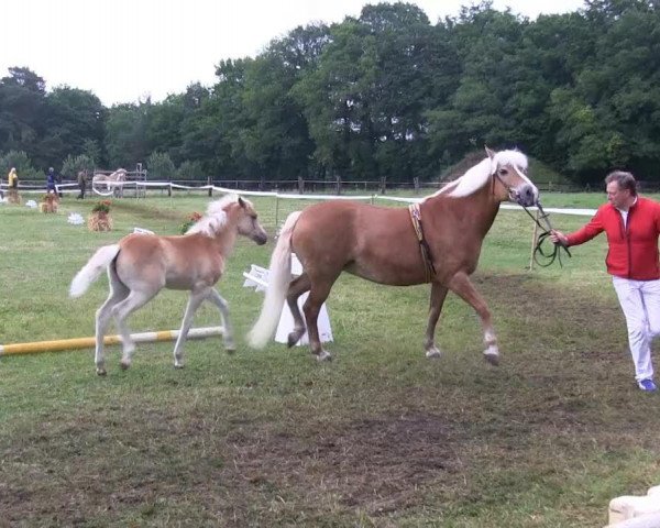 Zuchtstute Novelle (Deutsches Reitpony, 2013, von Nevitano)