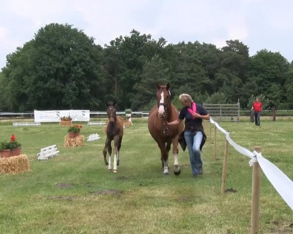 horse Stute von Surprice (Westphalian, 2013, from Surprice)