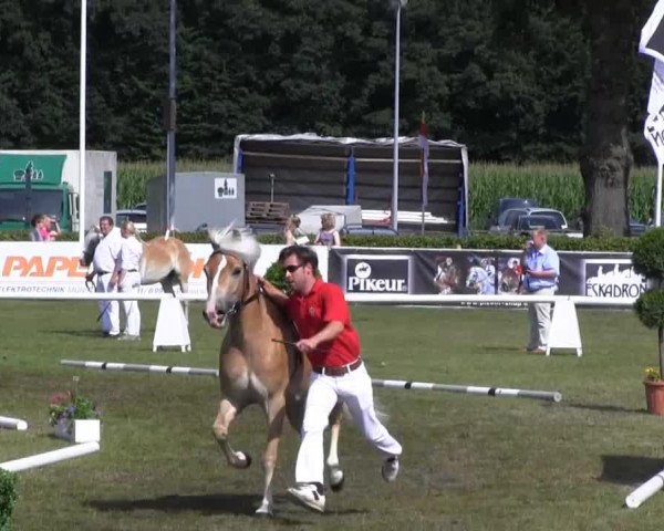 broodmare Alisar (Haflinger, 2010, from Adriano)