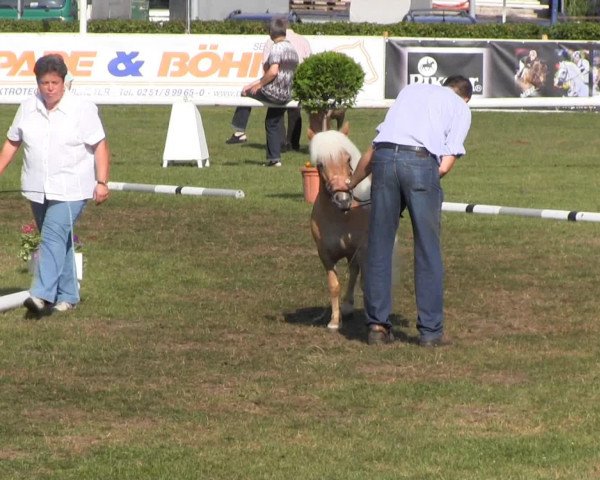broodmare Wendy vom Eichenhof (Shetland Pony, 2010, from Wendelin v. Uda)