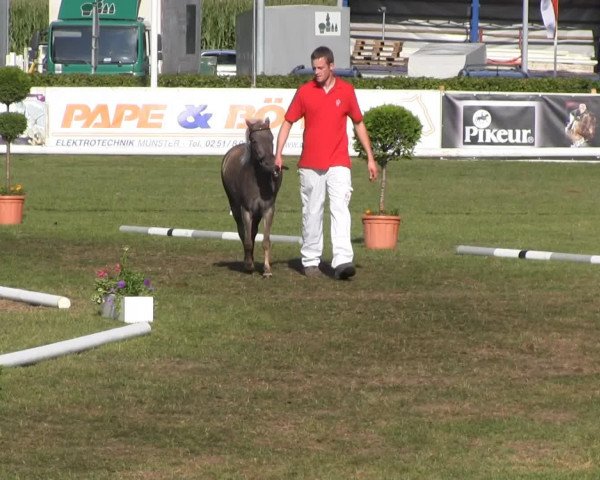 horse Janet (German Classic Pony, 2010, from Jamo)