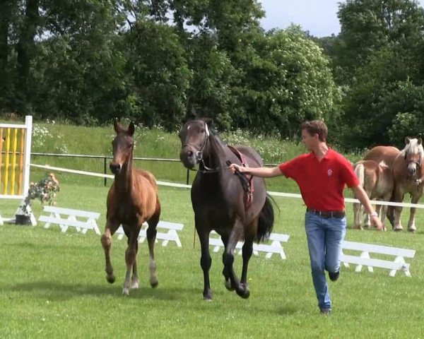 broodmare Dolina R (Westphalian, 2013, from Don Juan de Hus)