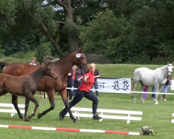 jumper Cavallino 47 (Westphalian, 2013, from Cassone)