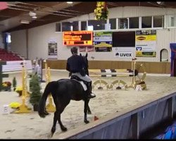 jumper Sinestro 4 (Hanoverian, 2008, from Stolzenberg)