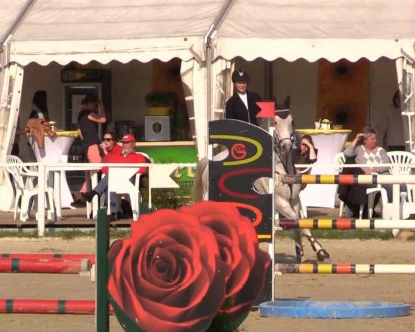 jumper Silver Moon (Hanoverian, 2005, from Stolzenberg)