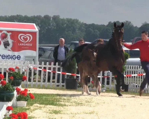 horse Stute von Lemony's Nicket (Westphalian, 2013, from Lemony's Nicket)